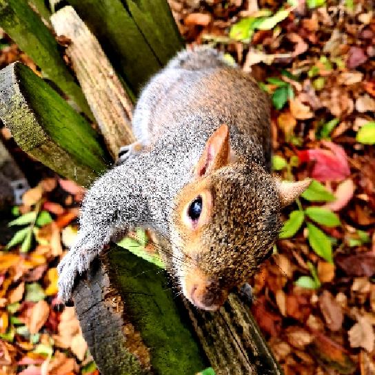 Grey Squirrel