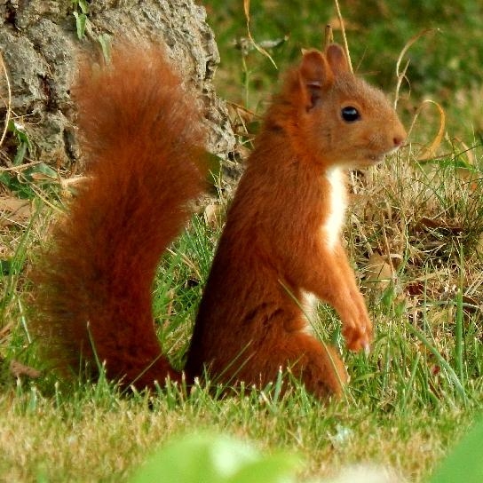 Red Squirrel