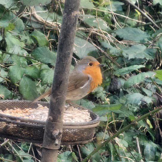 Robin